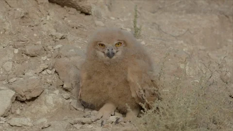 Eagle Owl Chick Perched on Rocky Ground Looking Slowly Around Stock Footage 338034763