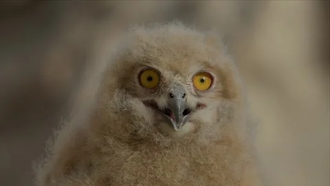 Eagle Owl Chick on a Rock, Camera Zooming In From a Distance Stock Footage 340276912