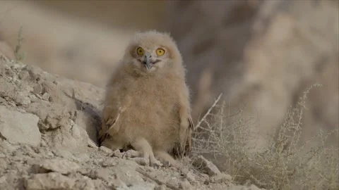 Eagle Owl Chick Standing Full Body on a Rocky Desert Slope Stock Footage 342486743