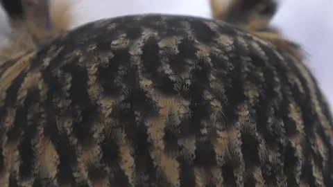 Eagle owl close up of feathered horns patterns and eyes 4k Stock Footage 83345562