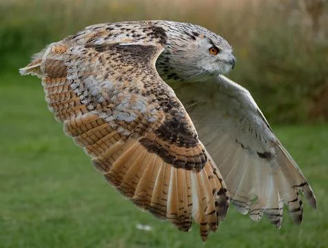 Eagle Owl close up in flight Stock Photos