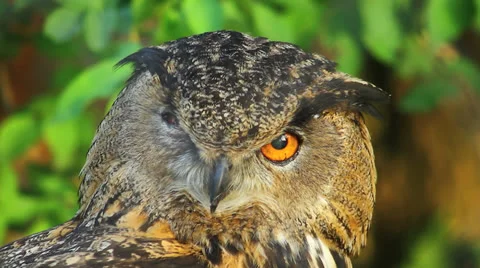 Eagle owl, close up Video stock 23183013