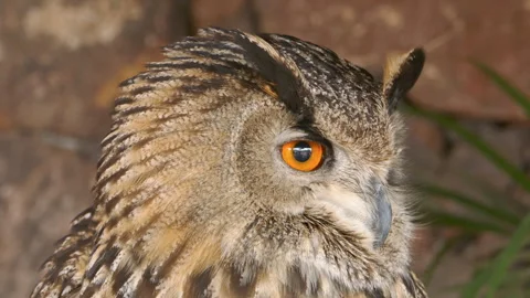 Eagle owl close-up Stock Footage 272517926