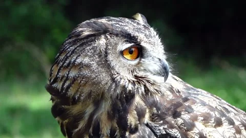 Eagle owl close-up slow motion video 1 Stockbeeldmateriaal 140327921