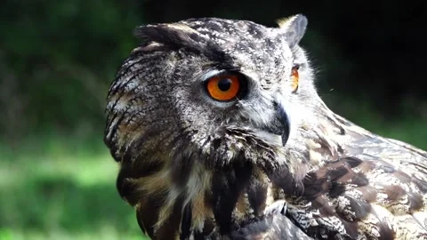 Eagle owl close-up slow motion video 2 Stock-Footage 140327923