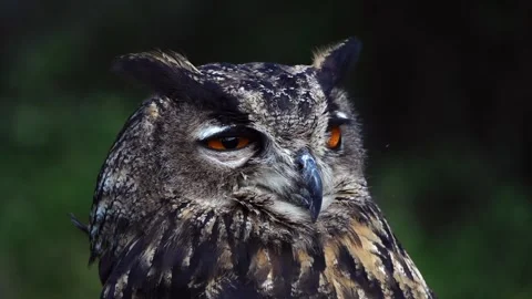 Eagle owl close-up slow motion video 5 Stockbeeldmateriaal 140327926
