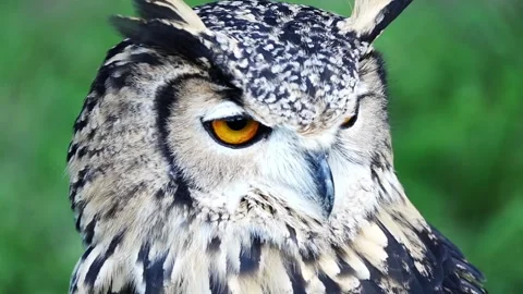 Eagle owl close-up slow motion video 4 Stockbeeldmateriaal 140327944