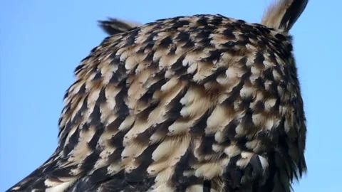 Eagle owl close-up slow motion video 3 Stockbeeldmateriaal 140327945