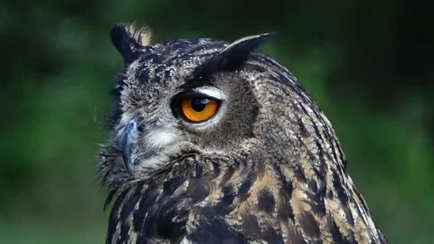 Eagle owl close-up slow motion video 7 Stockbeeldmateriaal 140328208