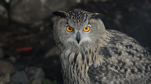 Eagle owl in darkness Stock Footage 67811122