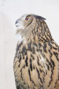 Eagle owl/an eagle owl Stock Photos