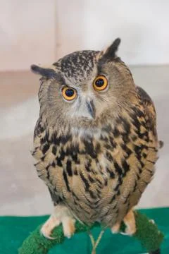 Eagle owl/an eagle owl Stock Photos