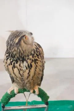Eagle owl/an eagle owl Stock Photos