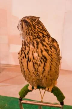 Eagle owl/an eagle owl Stock Photos