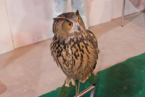 Eagle owl/an eagle owl Stock Photos