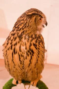 Eagle owl/an eagle owl Stock Photos