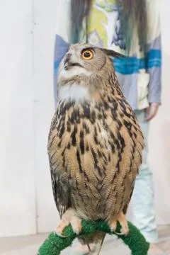 Eagle owl/an eagle owl Stock Photos