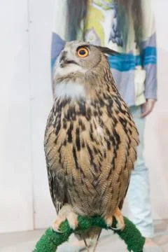 Eagle owl/an eagle owl Stock Photos