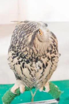 Eagle owl/an eagle owl Stock Photos