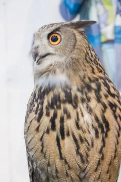 Eagle owl/an eagle owl Stock Photos