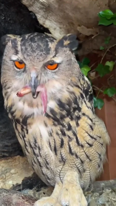 Eagle owl eating food in tree hollow 库存影片 341817491