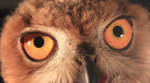 Eagle owl eyes Video stock 41305527