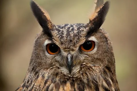 Eagle Owl Face Stock Photos