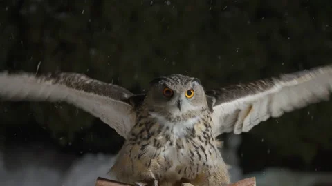 Eagle owl flapping wings and flying, landing on branch pole, winter snowfall Stock Footage 197055982