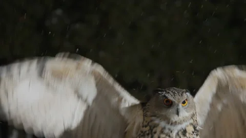 Eagle owl flapping wings and flying, landing on branch pole, winter snowfall Stock Footage 197413744