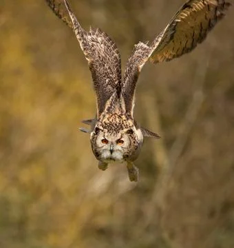 Eagle Owl in Flight 3 Stock Photos