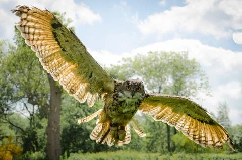 Eagle owl in flight Stock Photos