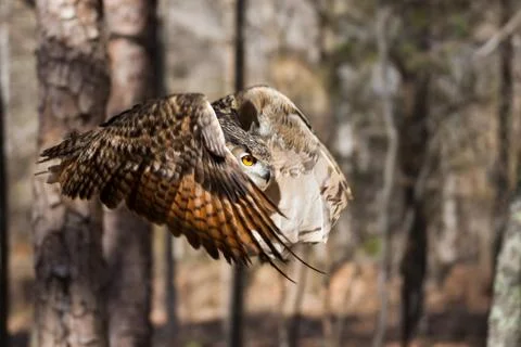 Eagle owl in flight Stock Photos