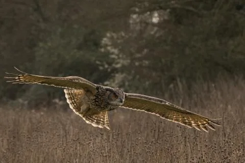 Eagle owl in flight Stock Photos