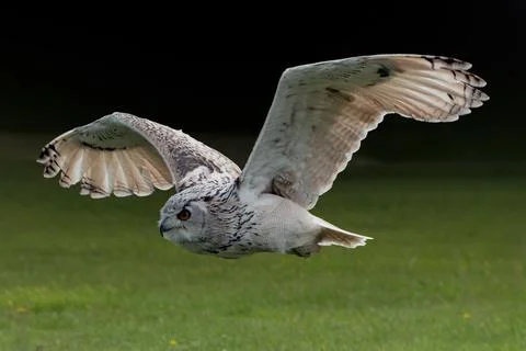 Eagle Owl in flight Stock Photos