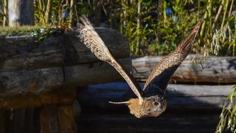 Eagle owl in flight Stock Photos