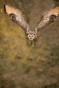 Eagle Owl in Flight Stock Photos