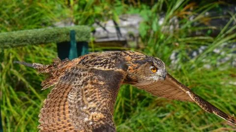 Eagle owl in flight, with spread wings Stock Photos