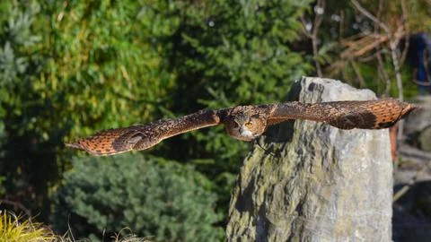 Eagle owl in flight, with spread wings in summer Foto stock