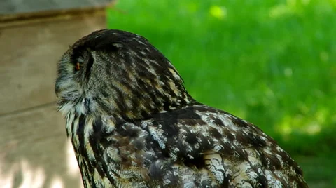 Eagle owl Stock Footage 39351407