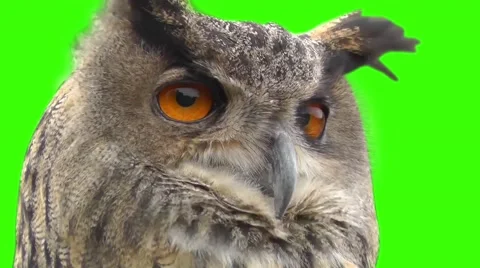 Eagle owl Stock Footage 48993282