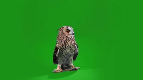 Eagle owl Stock Footage 70629289