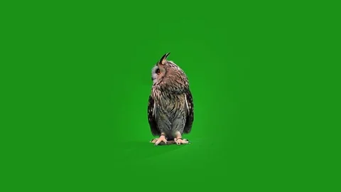 Eagle owl Stock Footage 70629314