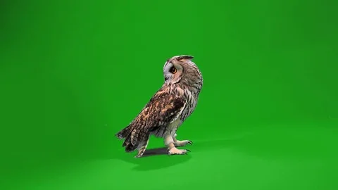 Eagle owl Stock Footage 70629570