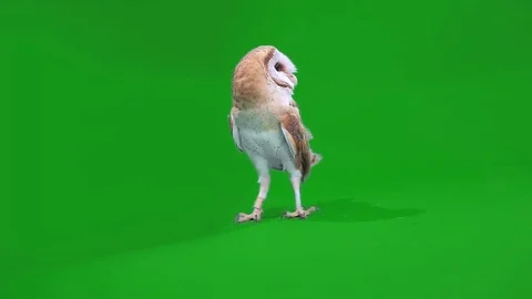 Eagle owl Stock Footage 70629596