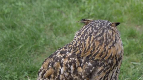 Eagle Owl Video stock 99140194