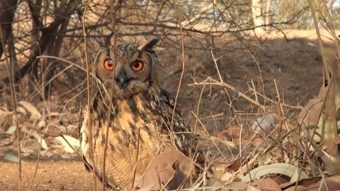 EAGLE OWL Stock Footage 108568142