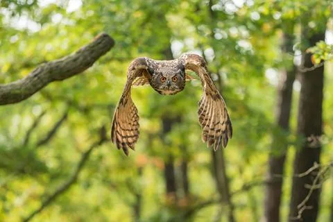 Eagle owl from a front. Forrest with flying owl directly to the camera. Photo Stock Photos