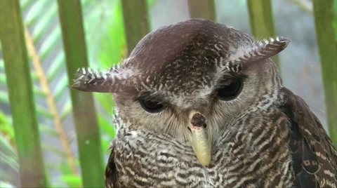 Eagle owl look to the camera, close up head Video stock 65216901