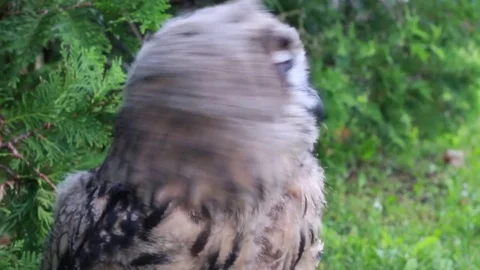 Eagle Owl looking around Stock Footage 81214347