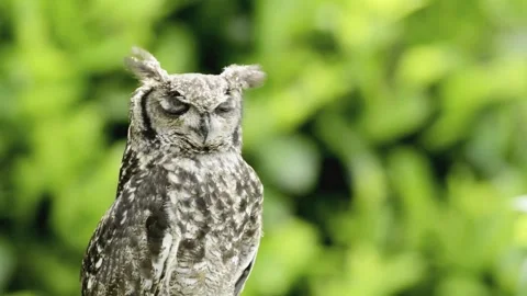 Eagle-Owl Looking Around Stock Footage 281404691